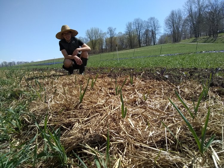  nicholas inspecting our garlic, which was planted on the day of the home inspection in October 